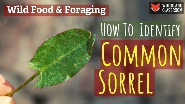 'How To Identify Common Sorrel (Wild Food & Foraging)'