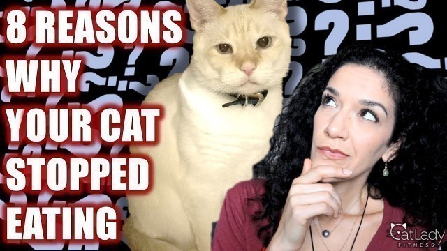 'Why isn\'t my cat eating his or her food? 8 COMMON REASONS! - Cat Lady Fitness'
