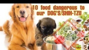 '10 FOOD DANGEROUS TO DOG | SHIH-TZU NOT TO EAT'