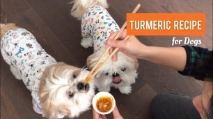 '[shih tzu] Turmeric Recipe for Dogs'