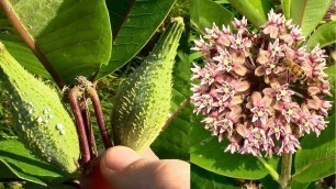 'Wild Food Foraging- Common Milkweed'