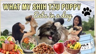 'HEALTHY FOOD FOR SHIH TZU PUPPIES | BEST DOG FOOD FOR SHIH TZU | WHAT MY SHIH TZU PUPPY EATS'