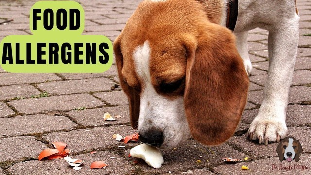 'Top 7 Most Common Food Allergens For Dogs'