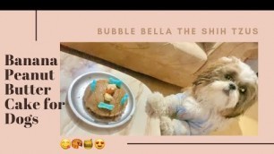 'How to make Banana Peanut Butter Cake for Dogs || Shih Tzu || Dog Vlog || Easy Dog Cake Recipe || BB'