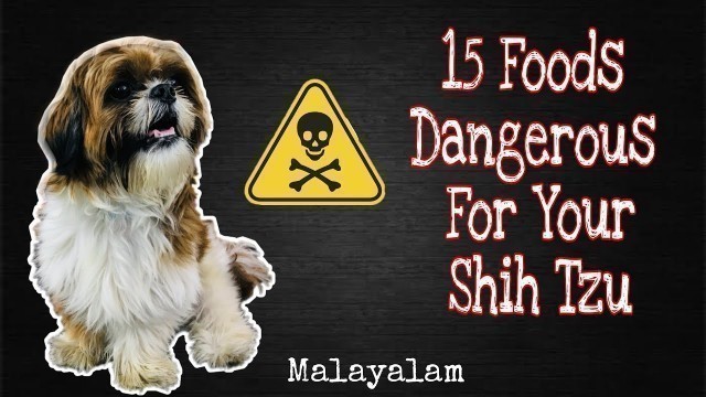'❌ Foods That Will Kill Your Dog ❌ || Shih Tzu || Malayalam @Pournami Sreejith'