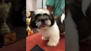'Superb top quality Shihtzu !! kci certificate !! puppies available for sale !! 9873922459'