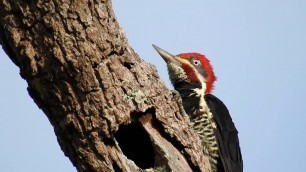 'Woodpecker looking for food, Common behavior to discover larvae hidden in decaying wood,'