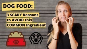 'Dog food: 3 Scary Reasons to Avoid this Common Ingredient'