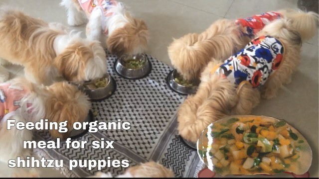 'Feeding healthy organic foods for Shihtzu Puppies | Healthy Dog food Recipe |'