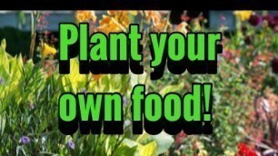 'The garden. Plant your own food! ( common-joe )'