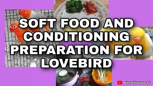 'SOFT FOOD AND CONDITIONING PREPARATION FOR LOVEBIRD TAPUSIN PANOORIN MAKITA EPEKTO SA IBON