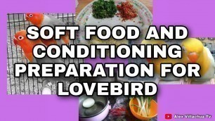 'SOFT FOOD AND CONDITIONING PREPARATION FOR LOVEBIRD TAPUSIN PANOORIN MAKITA EPEKTO SA IBON