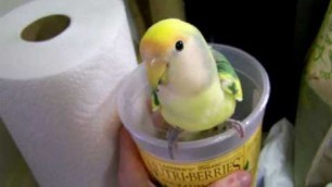 'Hungry Lovebird can\'t wait for his food!'