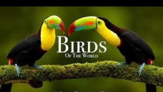 'Birds eating food !#Love\'s Bird\'s birds eating#beautifull birds'