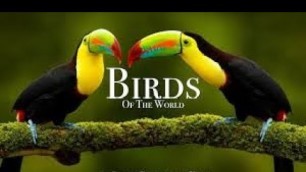 'Birds eating food !#Love\'s Bird\'s birds eating#beautifull birds'