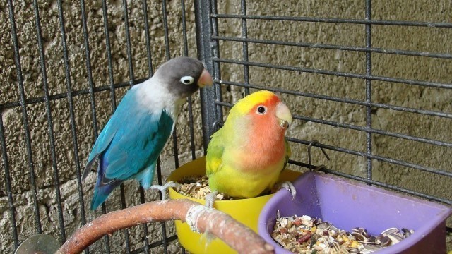 'How to Feed Your Lovebirds'