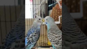 'Budgie Bird || love bird || singing budgie #shorts #shortvideo #ytshorts'