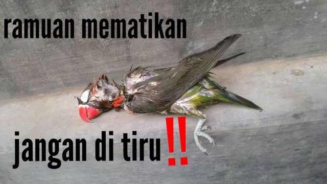 'waspada‼ ramuan ini mematikan burung lovebird'