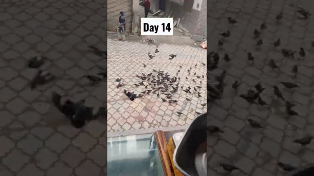 'day 14 love bird feeding food heart touching #shorts #viral #birds #faisalabbasi'