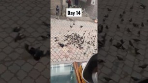 'day 14 love bird feeding food heart touching #shorts #viral #birds #faisalabbasi'