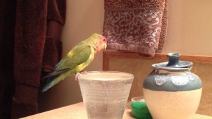 'Lovebird bathing and eating cat food'