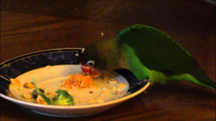 'Lovebird eating cooked food'