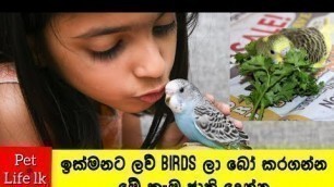 'Love Bird ලට දෙන්න පුලුවන් කෑම |How to make vegetable Food for bugirigar| Buggies foods sinhala'