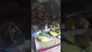 'lovebird food eating today live'