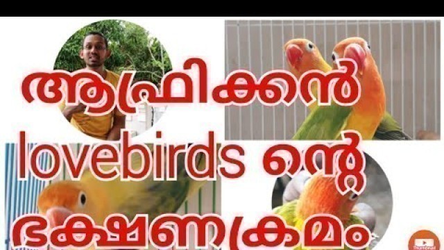 'Food for African Lovebirds || ആഫ്രിക്കൻ ലൗ ബേർഡ്സിന്റെ ഭക്ഷണക്രമം || Aviculture || Bird breeding'