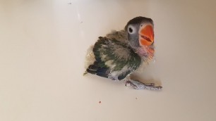 'The most funny baby lovebird going crazy for food and goes viral!! | Animalians World'