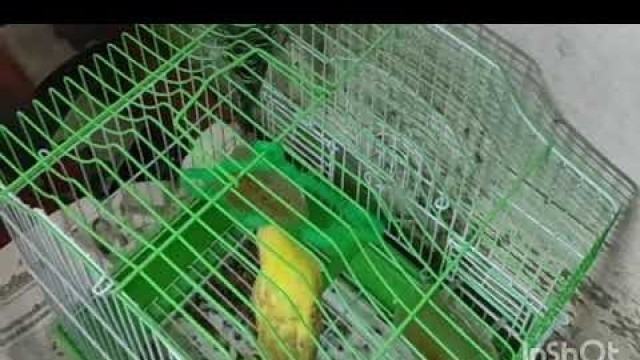 'love birds/Angry  love bird/love birds care/love birds food malayalam'