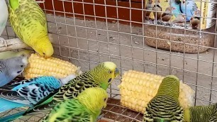 'Love Birds (Budgie) having Sweet Corn - Favorite Food'