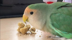 'Peach-faced lovebird eating favorite food'
