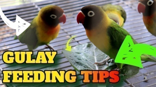 'GULAY FEEDING TIPS! Best Vegetables For Lovebirds - How To Feed Your Pet Love Birds Vegetable'