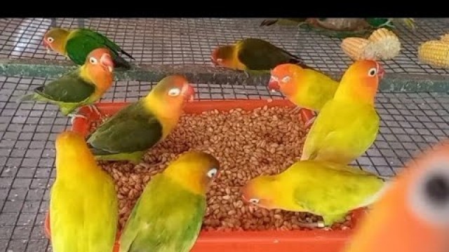 'Lovebirds Meal Time:(wheat)/Lovebird Activity/Enjoying food/'