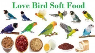 'Lovebird Soft Food | Lovebird ka Soft Food | Mix Soft Food For Birds | Azeem Birds Wala'