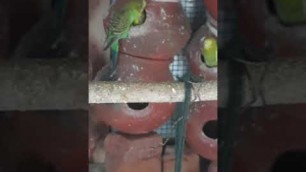 'lovebird food eating today live videos'