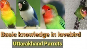 'Basic knowledge in lovebird || love birds ka best soft food and green food  || Uttarakhand Parrots'