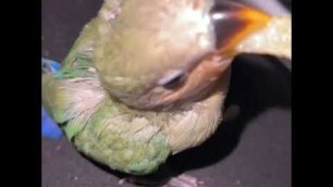 'Young Lovebird Enjoying His Food'