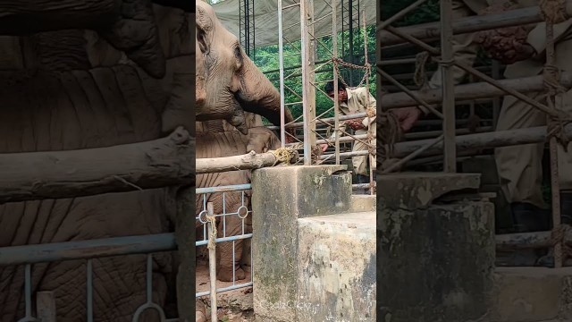 'Dharmasthala Temple Elephants Munching and Eating food | Mahout Serving Special food for Elephants |'