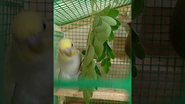 'love bird eating food 