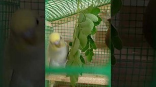 'love bird eating food 