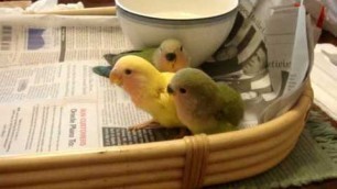 'Lovebird babies crying for their handfeeding food on day 36'