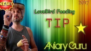 'LOVEBIRD TIP !!!! How to attach food to a lovebird cage - Love bird care 2017'