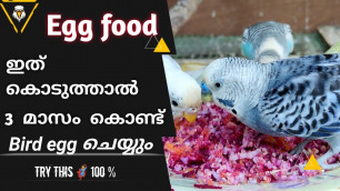 'How to make Egg food | budgies egg food making |Love birds food | protein food |love bird Malayalam'