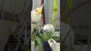 'cockatiels summer food #shorts #parrots #youtubeshorts #cockatiel #pets #lovebird #calopsitas #viral'
