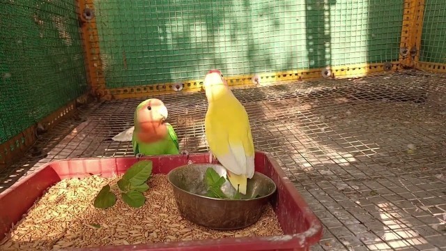 'Parents collect food for their chicks #budgies #birds #lovebird #feed'