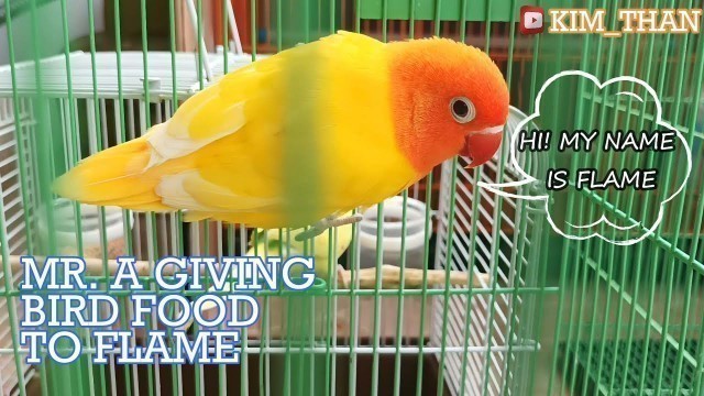 'MY LOVEBIRD CALLED FLAME ASKING FOR FOOD FROM MR. A'