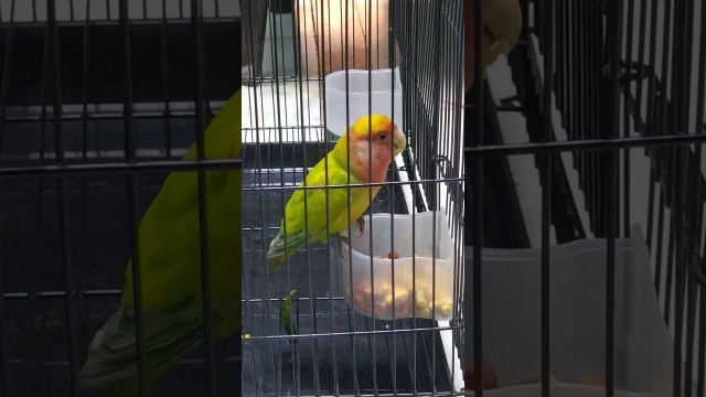 'Lutino Lovebird Eating Food 