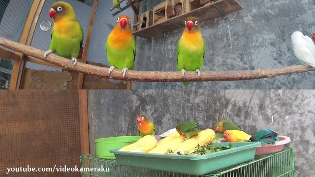 'Lovebirds Activity - Meal Time and Play - Multicam'